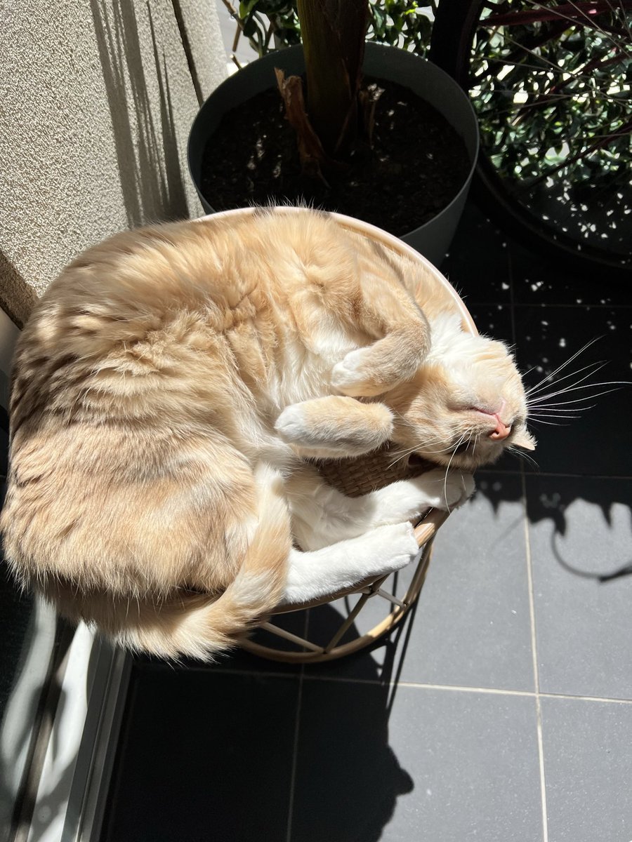 One part 🐈
One part 🦘
100% perfect!