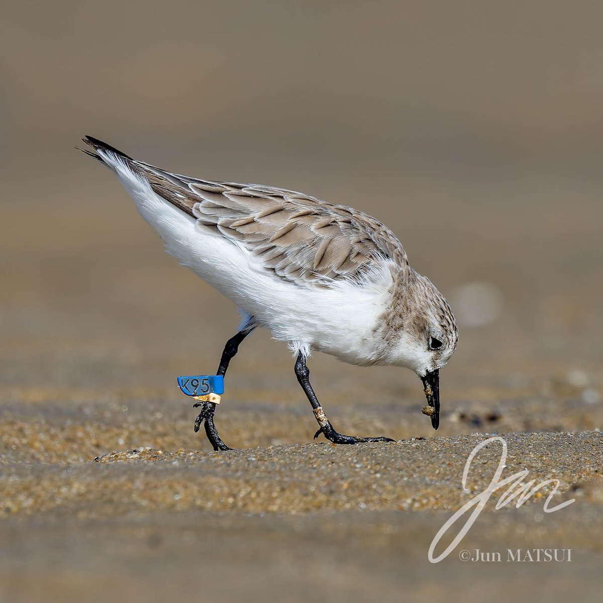 Jun MATSUI tweet media