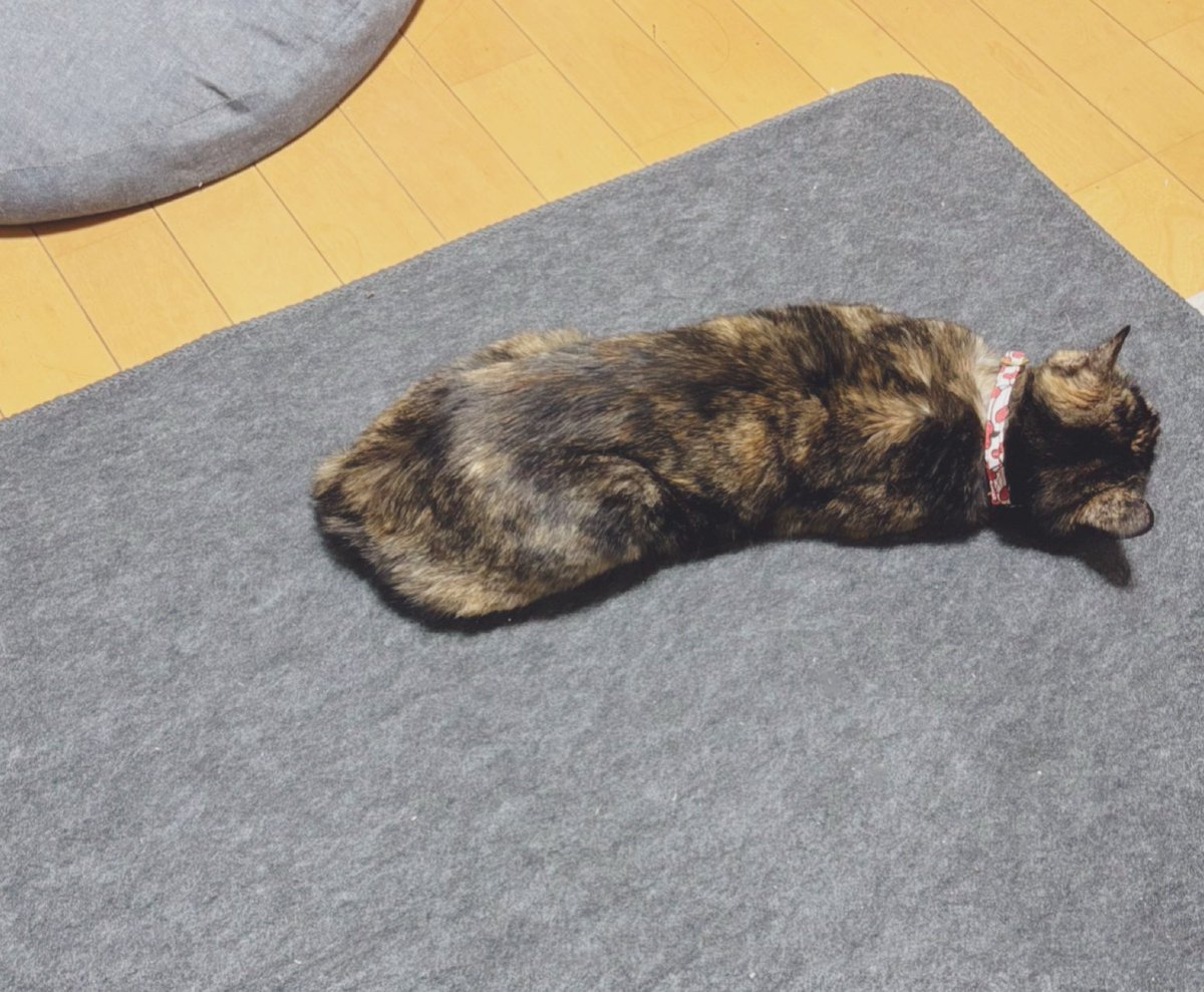 グッドモーニング ホカペねこだよ おはようおはよう