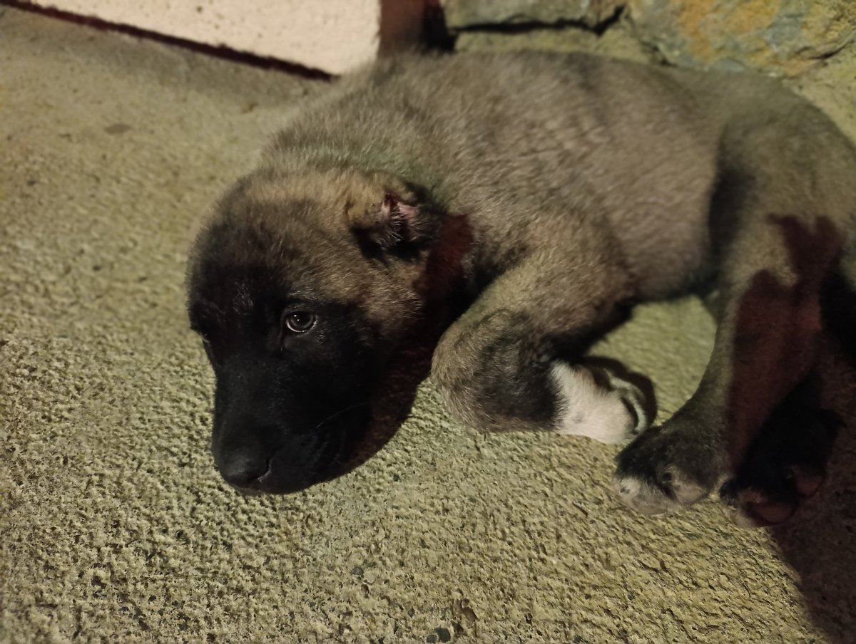 XBOZQURD's tweet photo. Bu köpeğin adı ne olsun? https://t.co/FnKxqFM3Vd