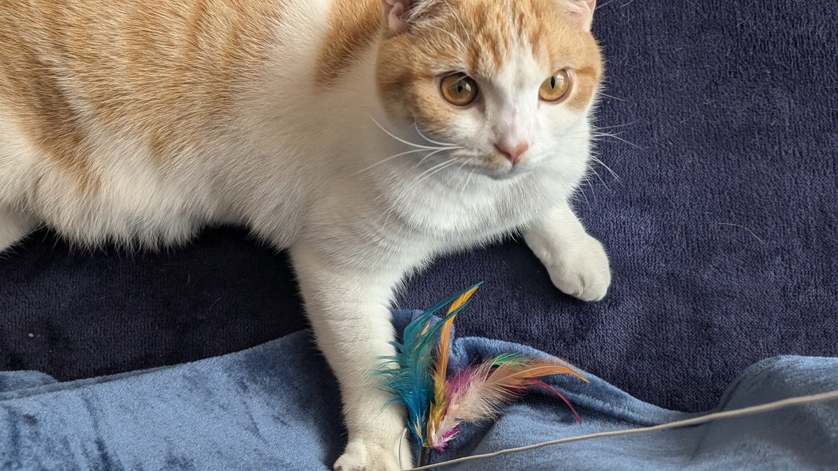 ともりん( ´ω`)つ🇯🇵 (@tomorin76) / Posts / X