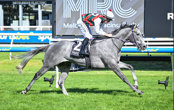 TowardReward's tweet image. 🐼 RUNNER ALERT 🐼

Today @BallTurfClub 

Race 9 - 5:05PM Sportsbet Ballarat Cup (2000 METRES) 🏆

#9 STATUARIO (7) Lachlan Neindorf 54KG