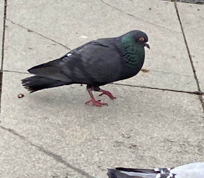 a_london_pigeon's tweet photo. Having lunch with a celebrity pigeon like Mister Rumbelow* varies wildly in cost, from potentially free for an ear nibble to literally thousands of seeds. Having said that, all celebrity pigeons are A-listers so its got to be worth it.
*Mister Rumbelow #who_else https://t.co/zwIuaESdPf