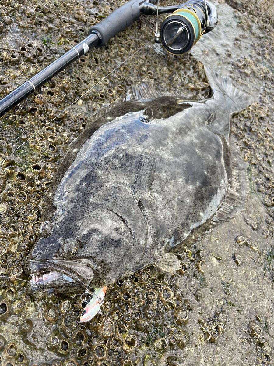 3ulJppMaxikmDdN's tweet photo. 木曽三川河口にて🎣
シャローで流れが合わさる場所で干潮間際にヒット
久しぶりで嬉しい☺️

#Jackson #鉄板バイブ　#アーリー　#ヤマガブランクス　#20ツインパワー #ヒラメ　#木曽三川 https://t.co/8GHFVpg55c