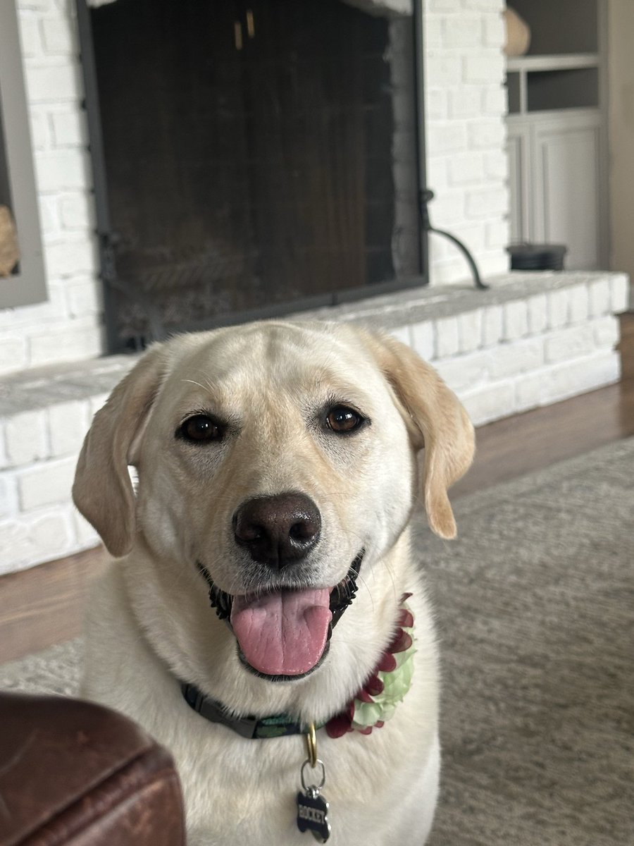 matthewjcharles's tweet photo. @JohnMayer Rocket sends her love. https://t.co/kOyqWtzXE0