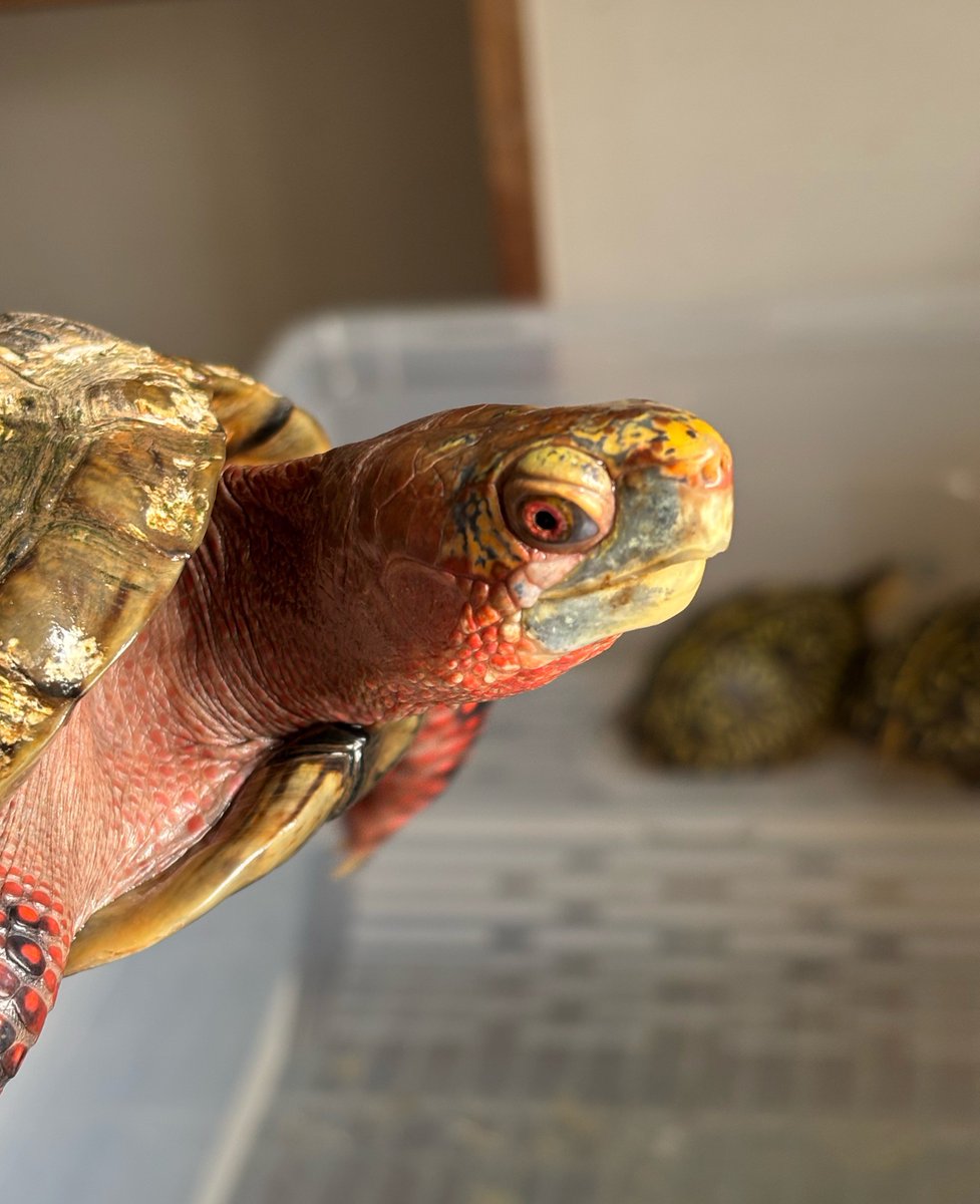 メキシコハコガメ　オス
クーリング前にチェックしていたら以前より顔の黄色が増えていました。
個人的には真っ青になって欲しかったんですが、赤青黄のトリカラーも素敵で良い気がしてきました😊