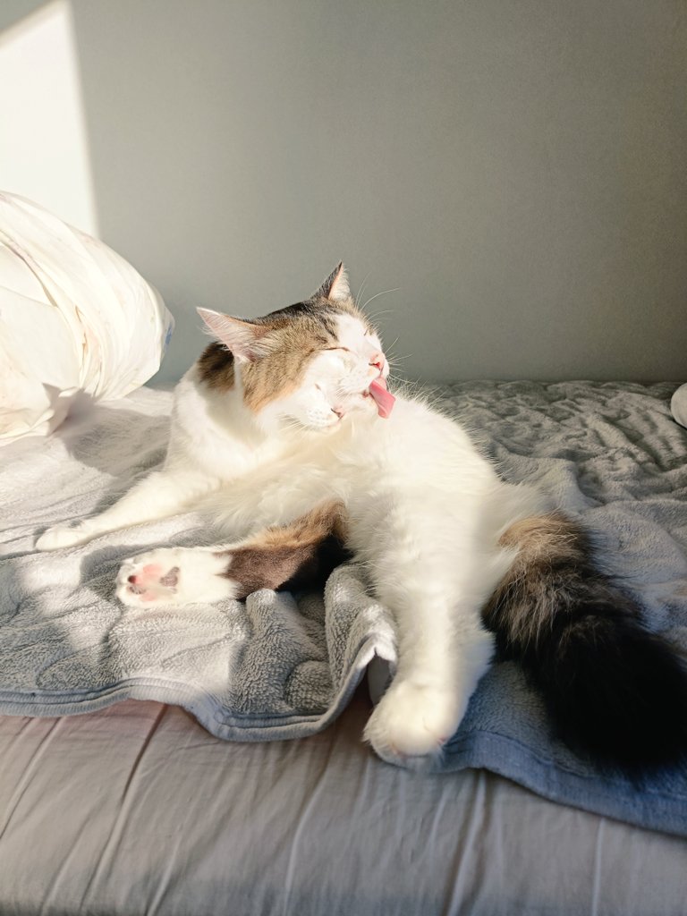 idolcat_tk's tweet photo. 念入り😊
#猫のいる幸せ https://t.co/bZRhbDAW8s