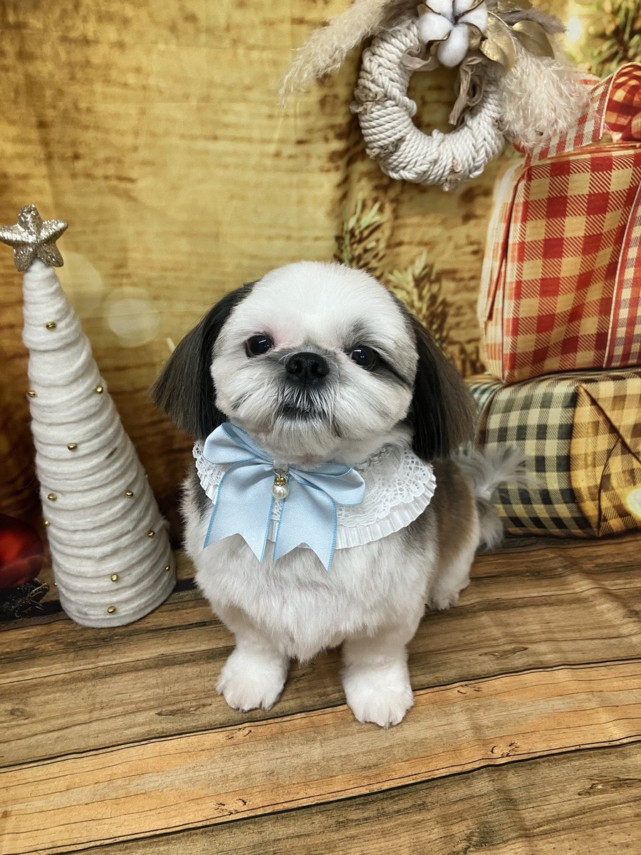 kotechikotetta's tweet photo. 毛先を整えてシャンプーしてもらいました(´｡✪ω✪｡`)
ふわっふわでいい匂いがする。 https://t.co/76WXrPskPV