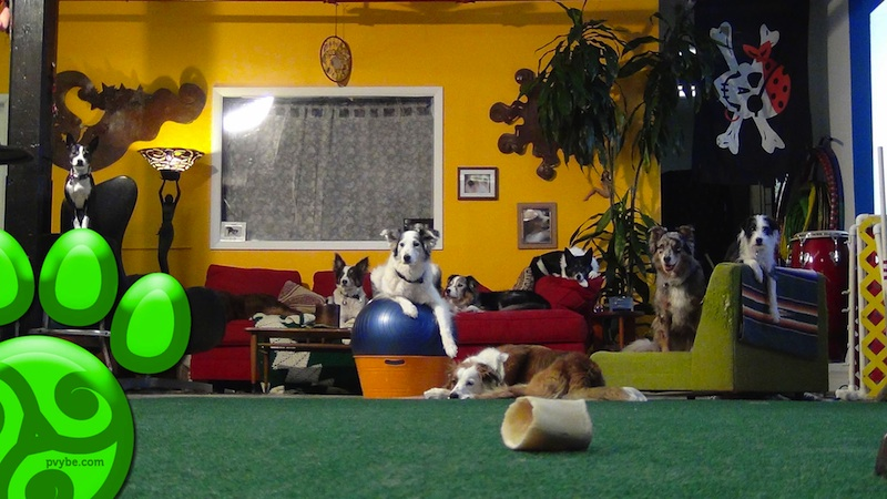 @Paulmcg8 I lived in a home environment with 15-22 dogs for 20 years. Part of the time on a farm, part of the time in a factory with 6 apartments above us in an urban environment. 
Rescue and assistance dog work where we had transient pack members. Interesting stuff, for sure. 2006+2013