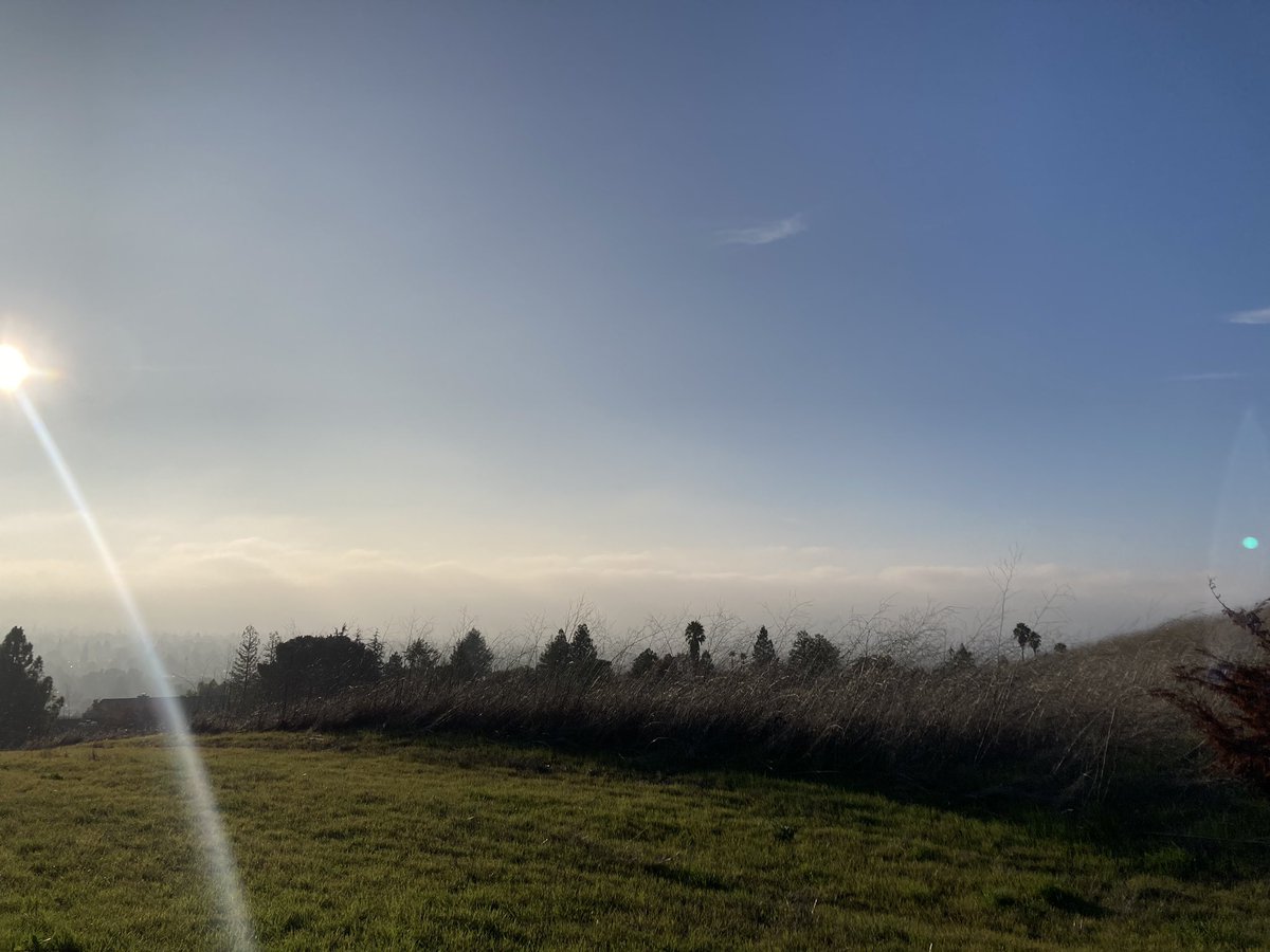 925mlbfan's tweet photo. It’s sunny in this part of Concord but I can see THICK fog nearby. #CAwx #ExcitingUpdate https://t.co/OAoeP36f7R