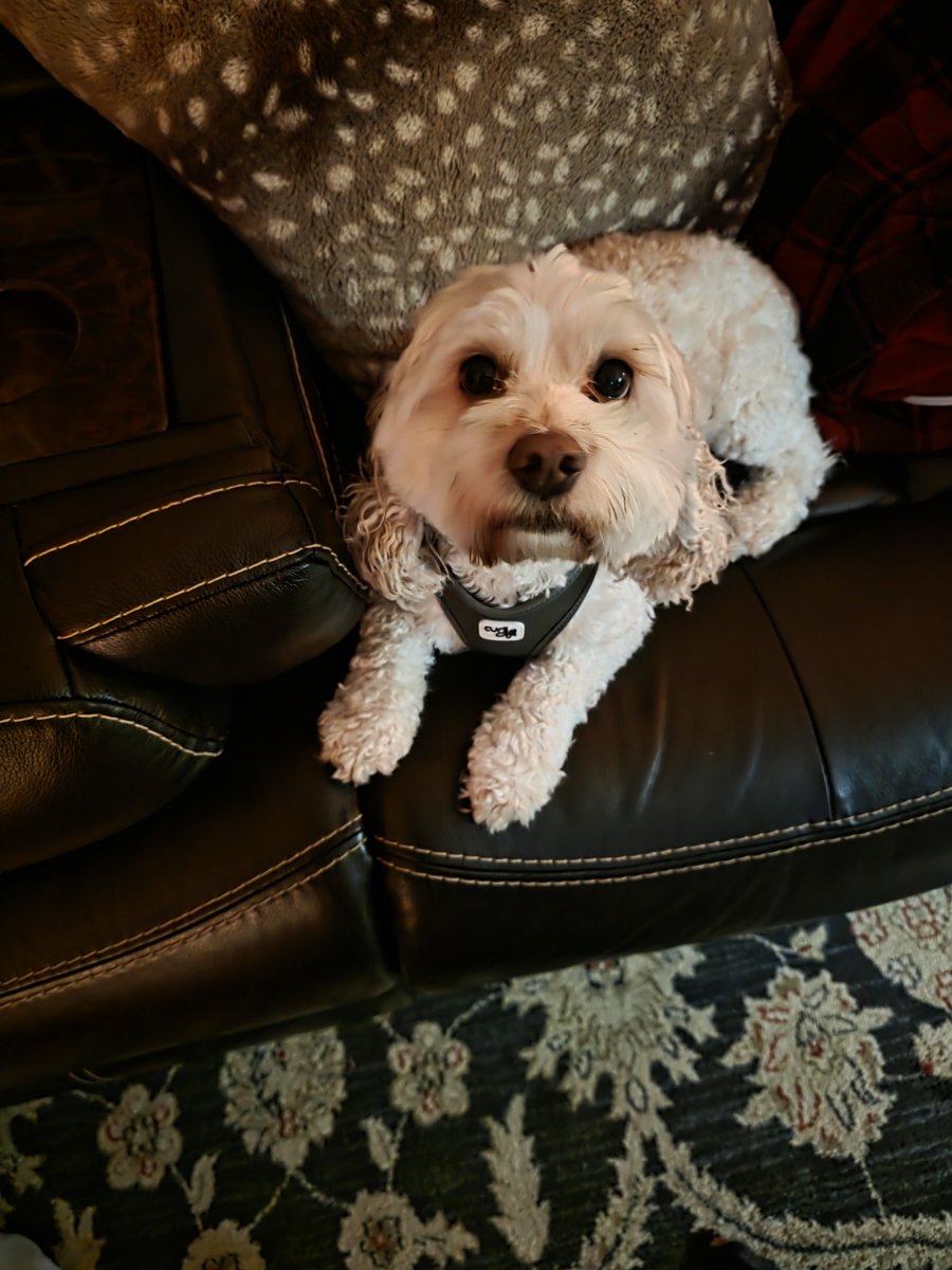 Why does he remind me of Falkor from Never Ending Story? 🤣