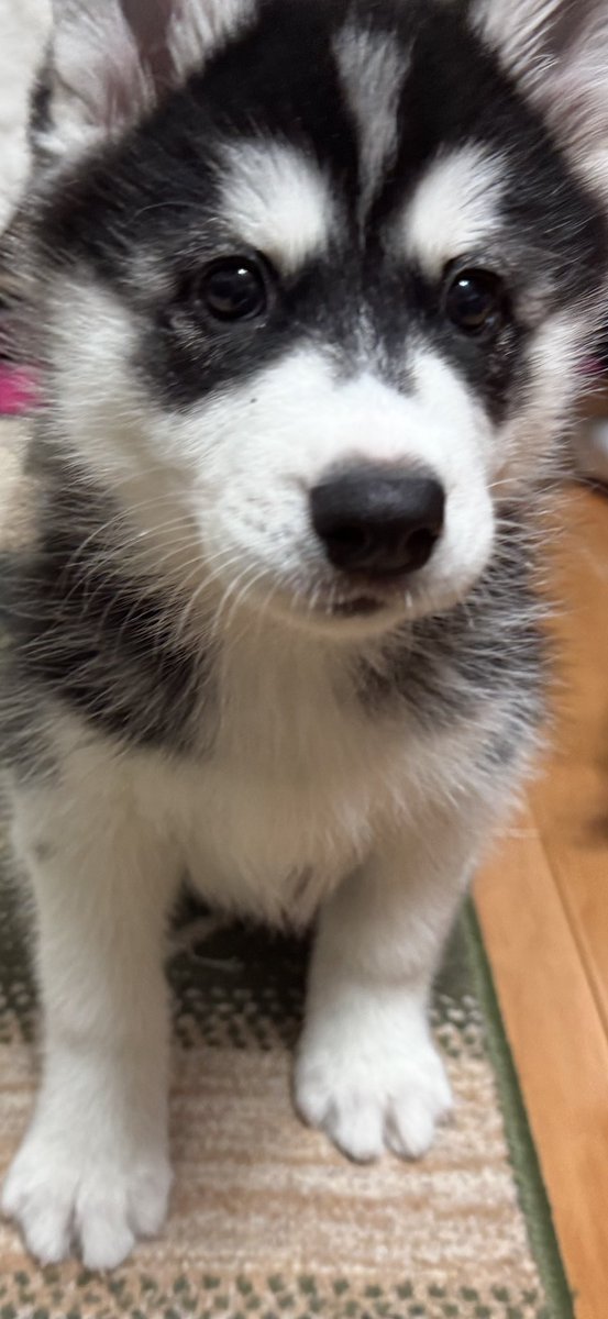 samosky_L's tweet photo. 2025/10/24、8/18生まれのサモエド×ハスキーの女の子　エルちゃんを家族として迎えました✨
成長記録として写真等アップしていきます。
どうぞよろしくお願いいたします🐕
#サモスキー　#サモエド　#ハスキー https://t.co/ewMadjQ8iZ