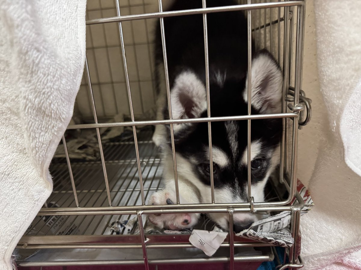 samosky_L's tweet photo. 2025/10/24、8/18生まれのサモエド×ハスキーの女の子　エルちゃんを家族として迎えました✨
成長記録として写真等アップしていきます。
どうぞよろしくお願いいたします🐕
#サモスキー　#サモエド　#ハスキー https://t.co/ewMadjQ8iZ