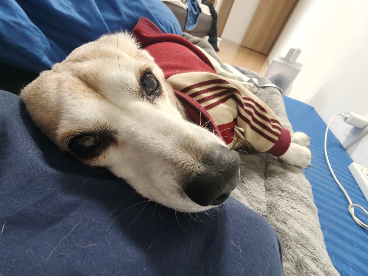 休日の朝、布団から出てこない飼い主をゼロ距離で監視するタロ🐶
寒いんだよ〜外に出たくないんだよ〜お布団最高なんだよ〜😖
#beagle