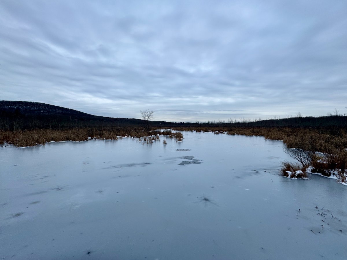 Chris Arnade 🐢🐱🚌 tweet media