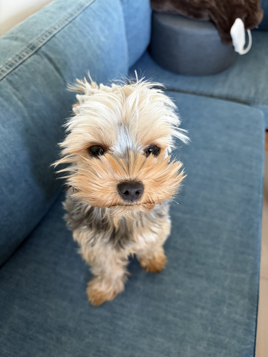 Kofuku “Good morning. I’m not quite sure what’s going on with me…
But anyway, everyone, please stay well today and go have fun outside.”

「おはようございましゅ。
あたち
へんなかお
でしゅ。

とにかく
みなさまは
おげんきで
おすごし
くだしゃいませ
なの。」

 #小福 #ヨーキー