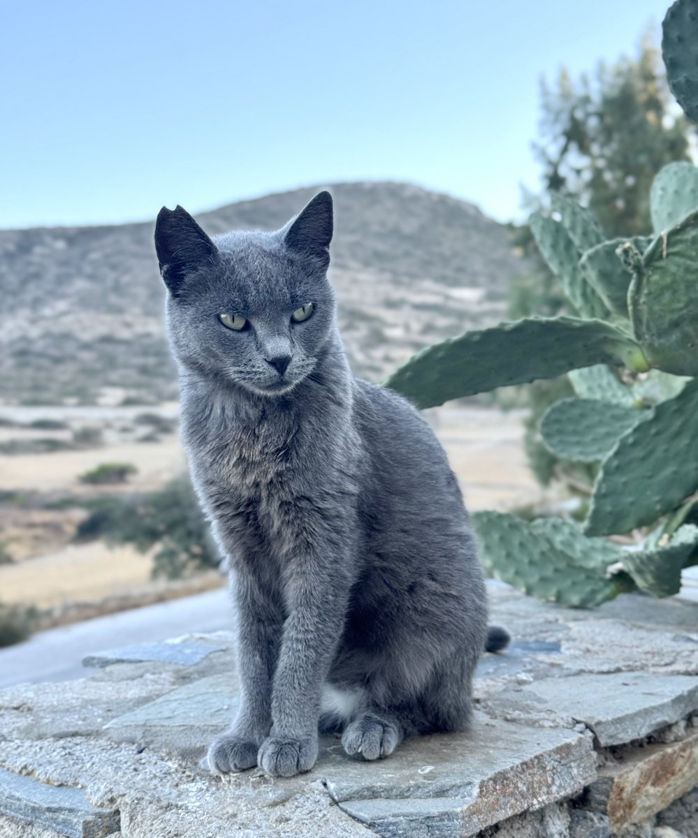 Lovely little Zoe is a spayed female who lives in the hilltop village cat colony on this tiny Greek island where our kind volunteer Kia cares for the Aegean #Cats
You can help the #cats by making a small donation to the Cats of Iraklia Winter Appeal. Purr!
gofundme.com/f/cats-of-irak…