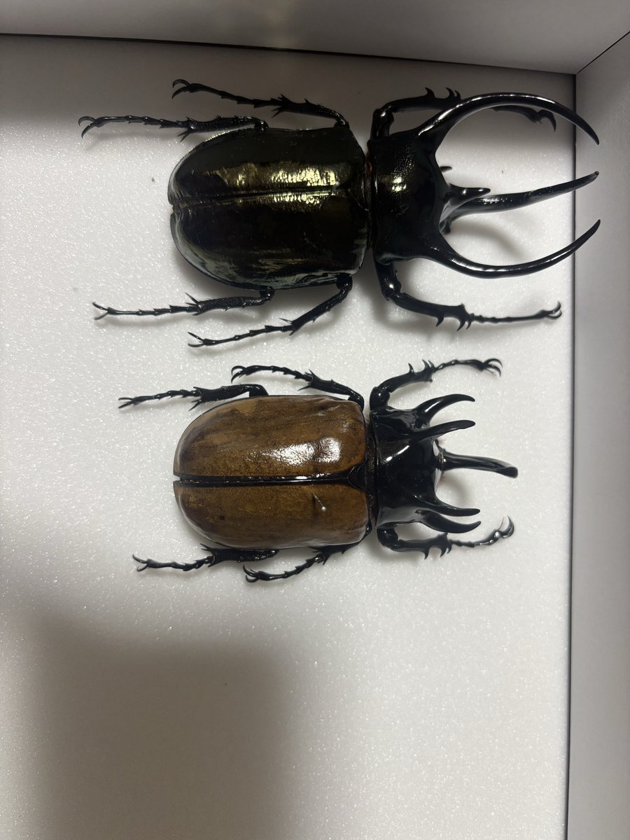 SherRock76's tweet photo. 今年の分をやっと標本箱に入れれました！
ゴホンヅノってこんな色濃くなるの？笑
エレファスは子供達に落とされて粉砕となったので此処には居ません。。。笑

死虫をヤフオクで買おうとしたら妻に強く止められました。。。。。

そんな感じ https://t.co/hatXtiJJoL