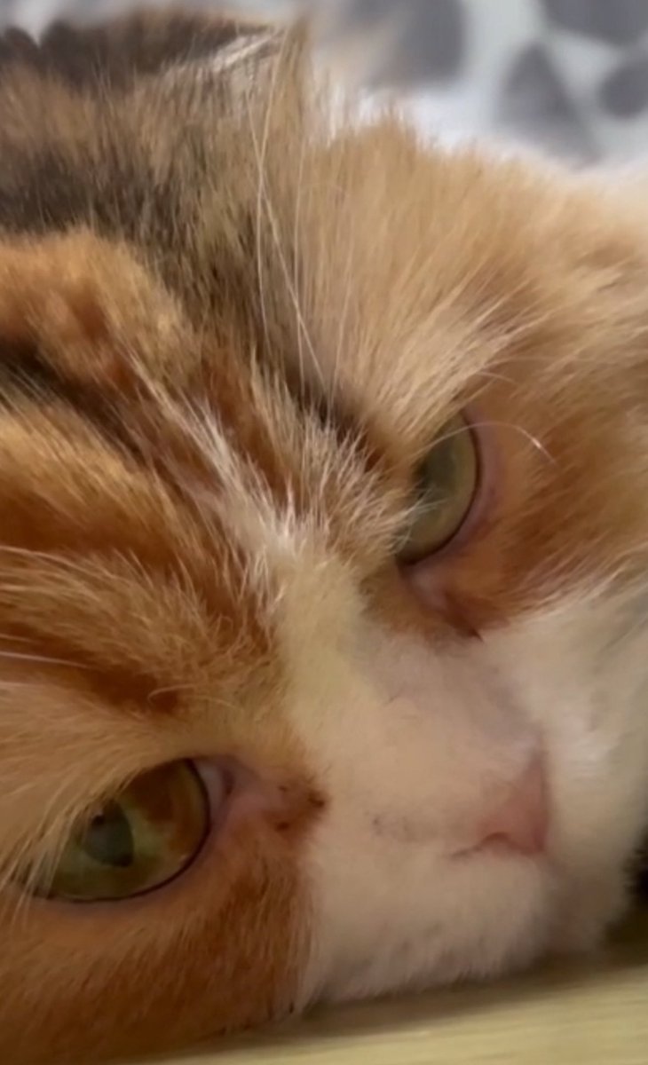 ネコ好きさん ネコ好きさん ネコ好きさん 猫さん 猫さん Buy ZX 700 - B34330 | GOAT