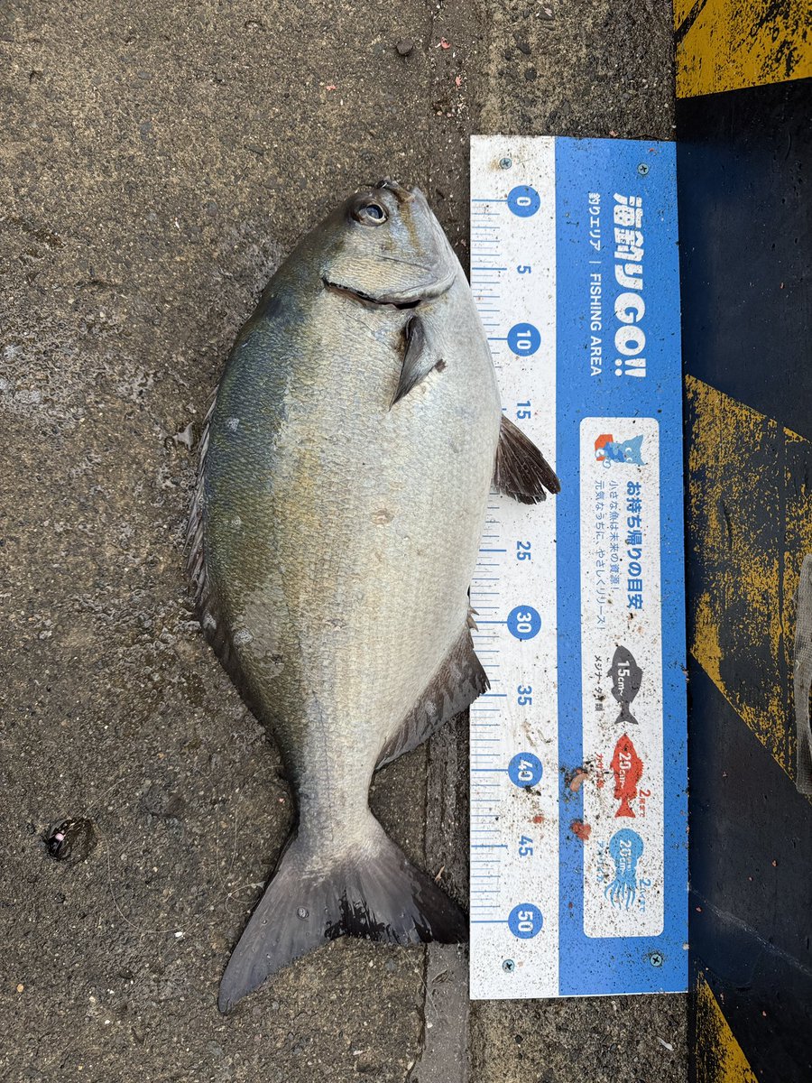 丸_ウキ釣り (@tsuribito130) / Posts / X