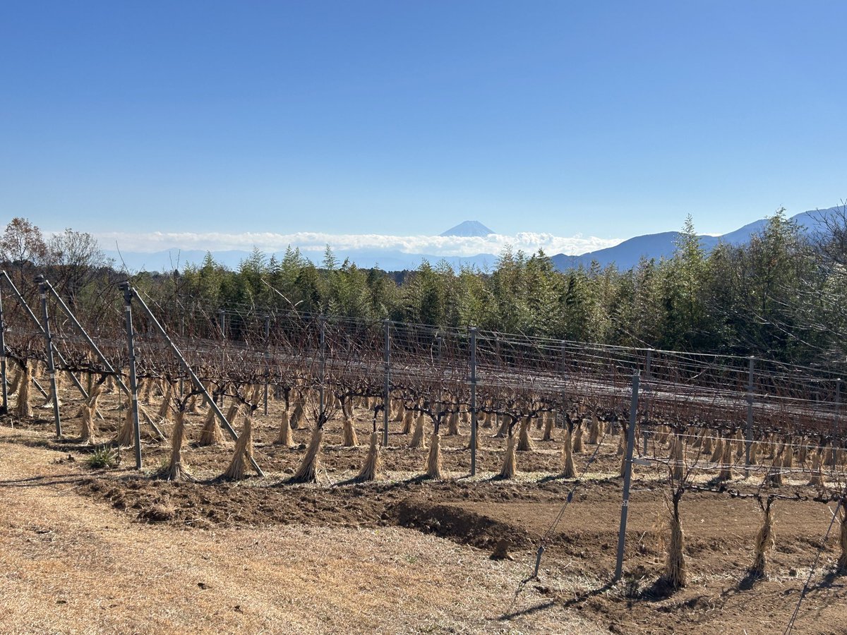 Mie Ikeno 【Domaine Mie Ikeno】 (@Lespasduchat) / Posts / X