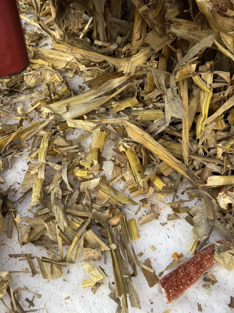 Gavin Spoor tweet media