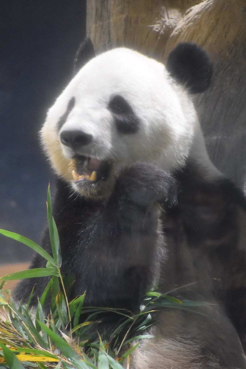 孫たちと
東京上野動物園
幼い頃来た記憶は無いけど(50年ぶり😆)
こんな幸せな日が来るなんて🥹
(再投稿🙇)

#孫と
#東京
#上野動物園
#ジャイアントパンダ
#シャオシャオ