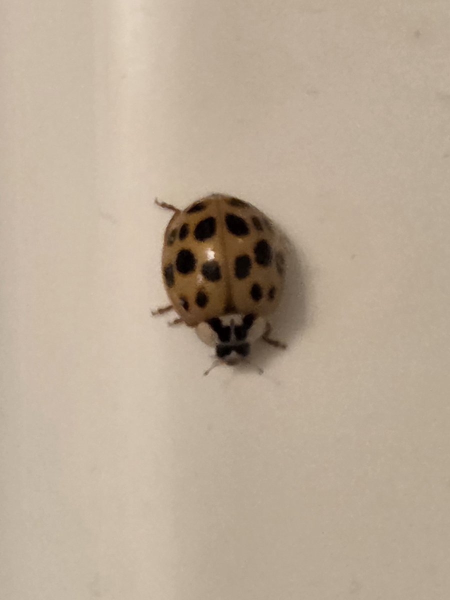 #lady_bug