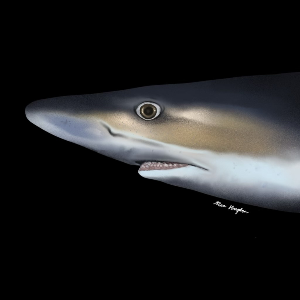 David McGuire, SHARKSTEWARDS tweet media