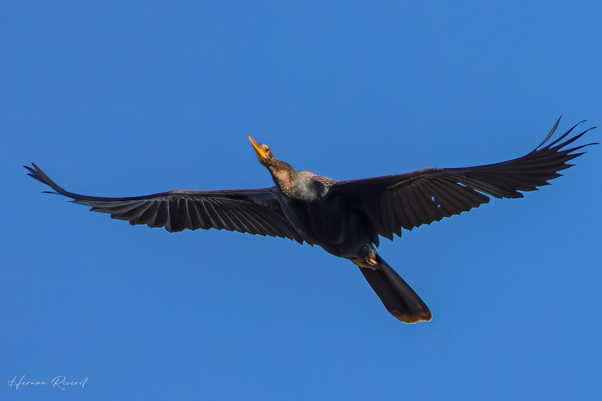 Still plenty of time for #flyday.
An Anhinga (Anhinga anhinga) fies over at Captain Hook's Restaurant and Shrimp Farm in Ladyville, Belize.
December 2025
#BirdsOfBelize #BirdsSeenIn2025 #birds #birdwatcher #BirdsOfX #BirdsOfTwitter