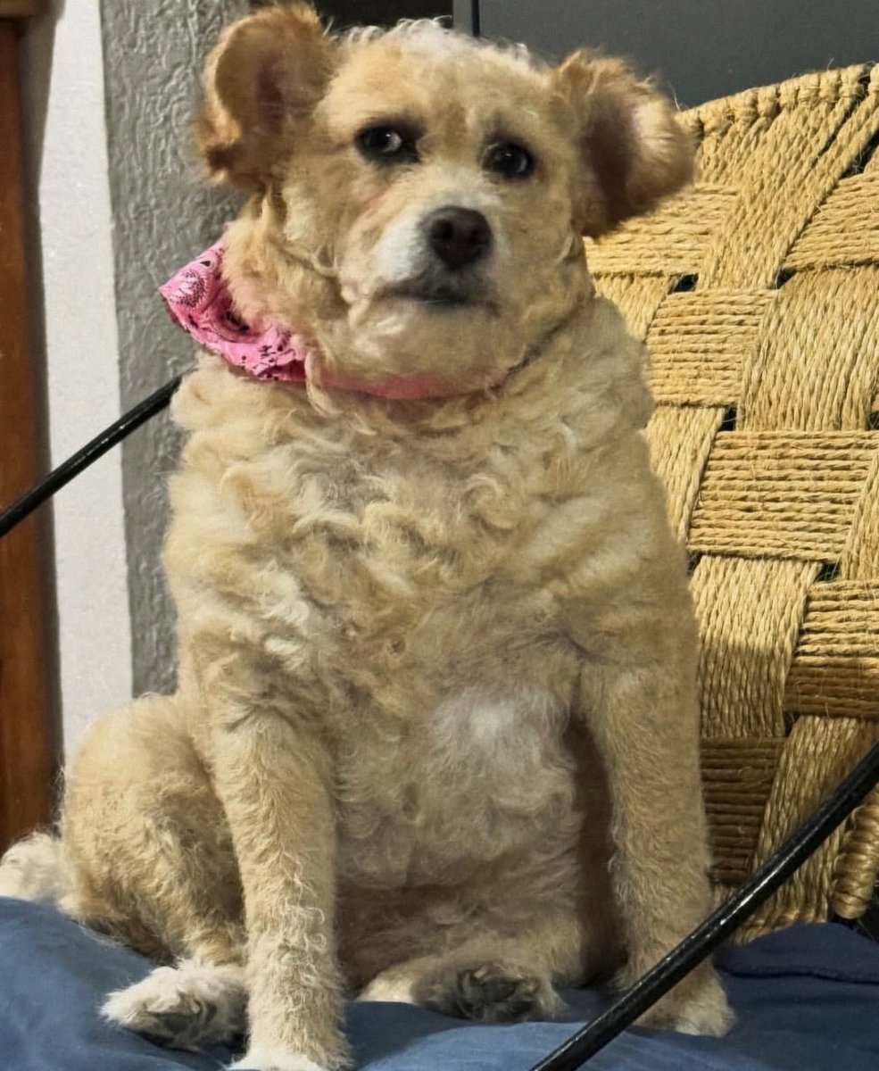 Puppies 🐶 tweet media