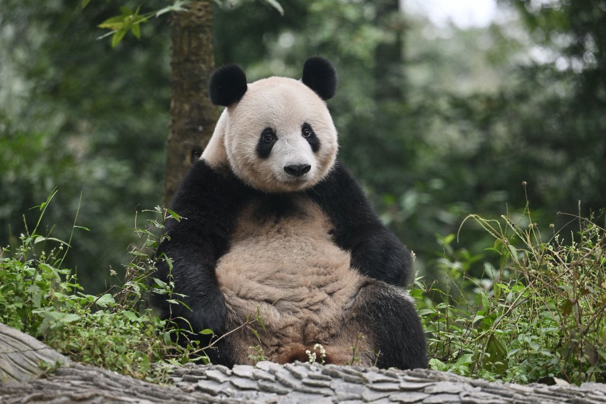 なおぱんだ (@naopanda_7) / Posts / X