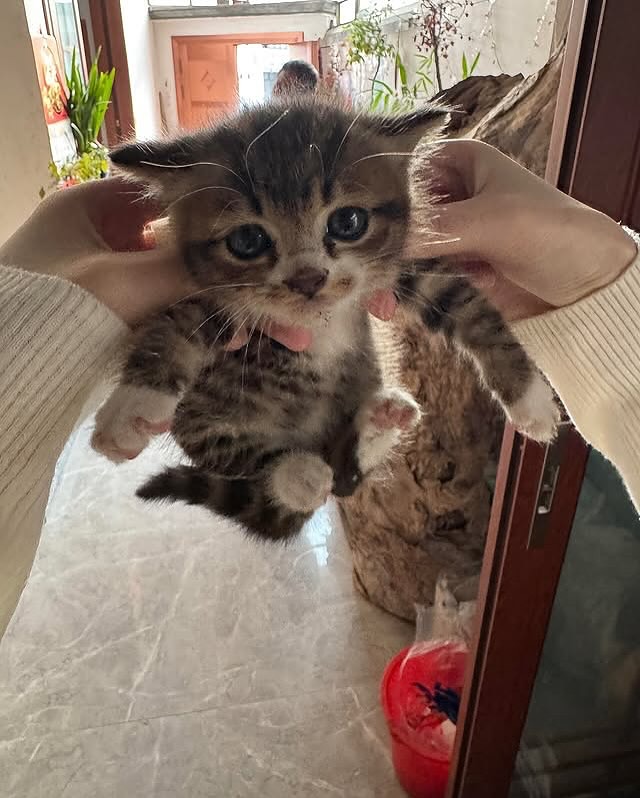 The Pets 𝕏 (@thepetsx) on Twitter photo 