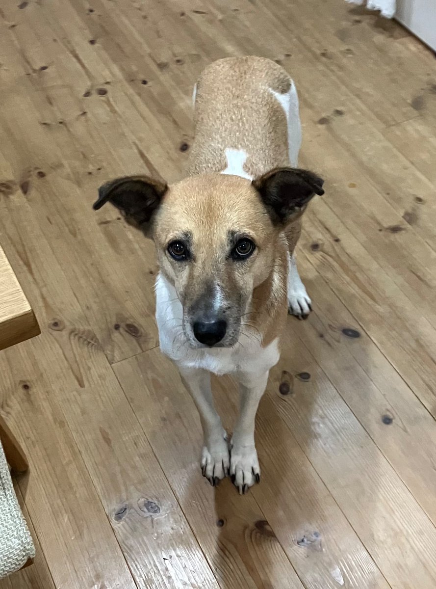 わかります。 オヤツが欲しいのですね♪