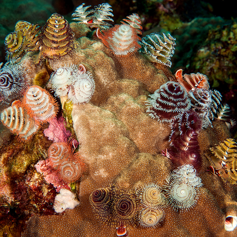 NOAA Coral Program tweet media
