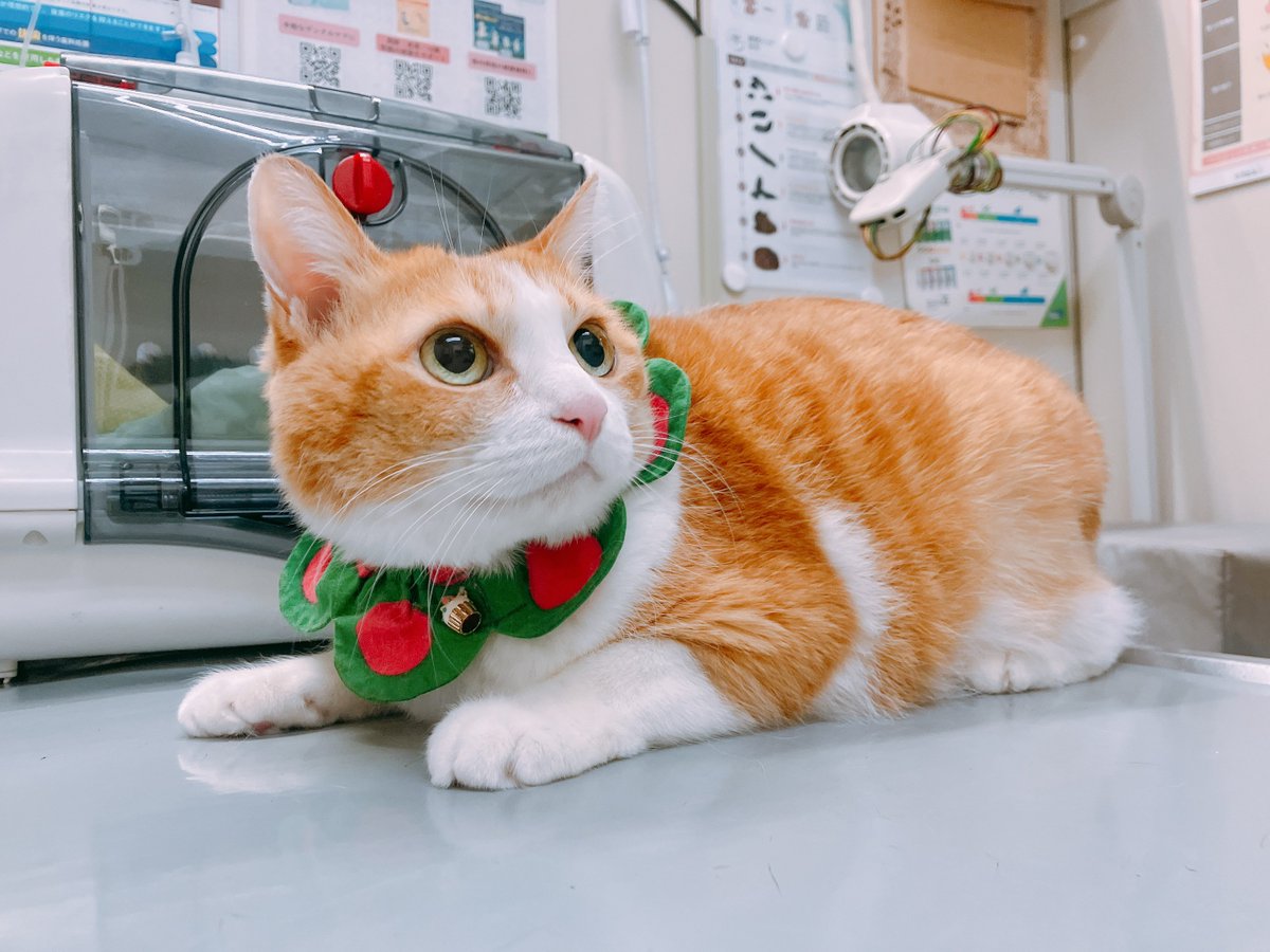 らいおんさん (@Lion_cage) / Posts / X