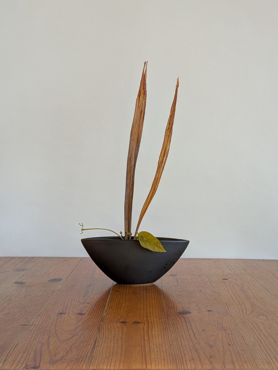 shoga_owner's tweet photo. Day275,276,277
#ikebana #morningikebana https://t.co/H5LnFluwFY