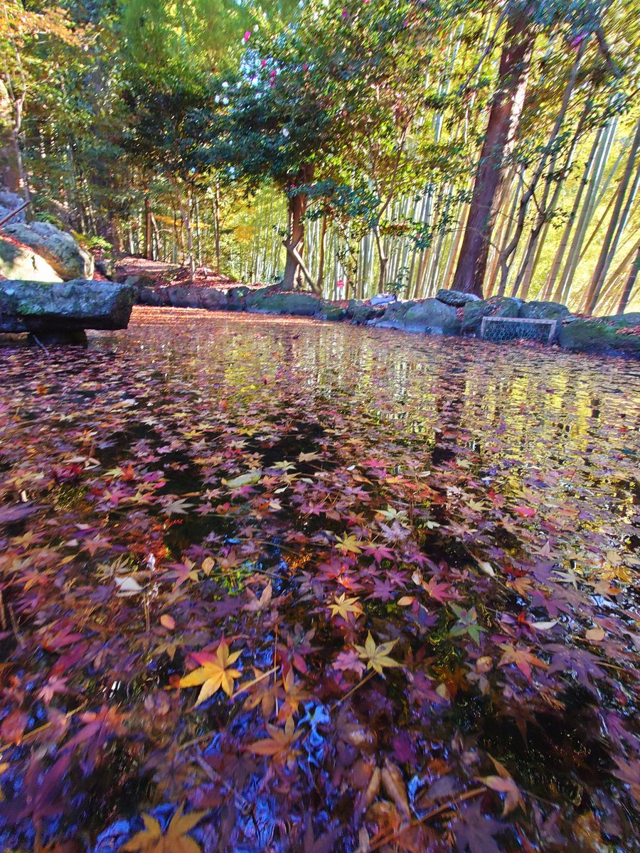 2025/12/06 「看脚下」こんな禅語があります。 秋の名残。足元を見て