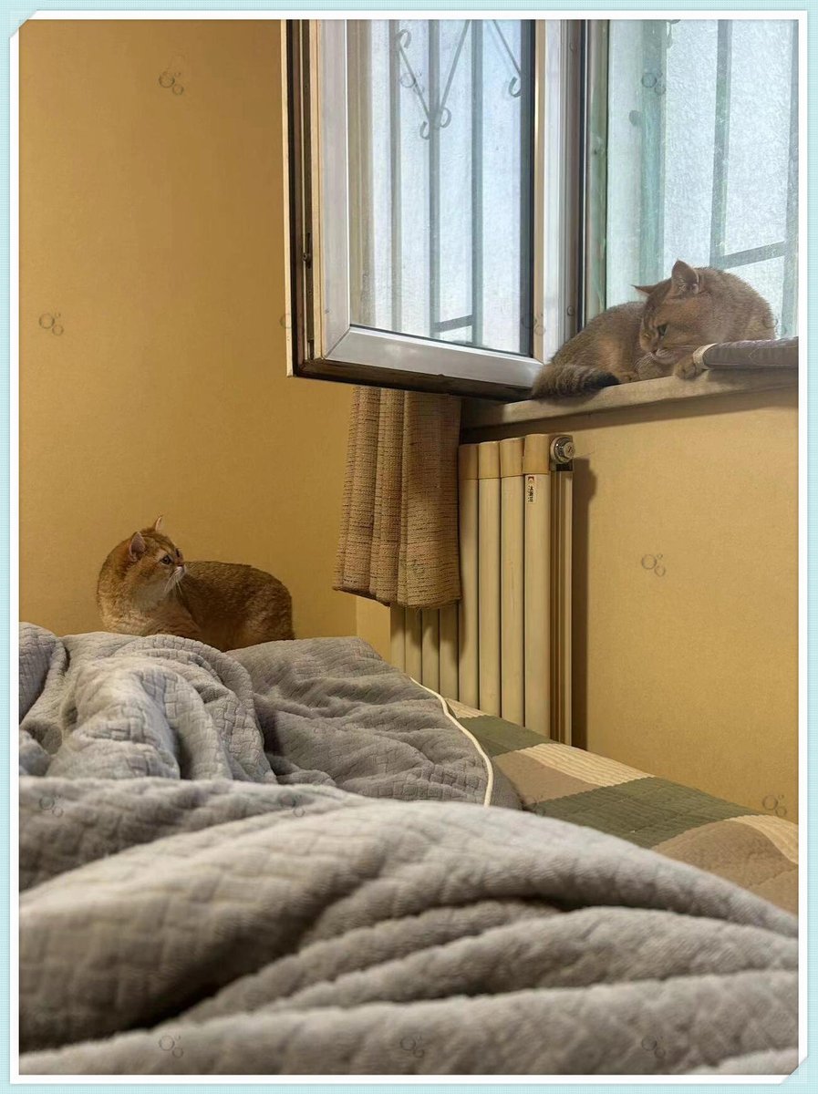 guillevcf46's tweet photo. 刚把猫毛粘在沙发上的“艺术创作”清完，转头就见猫主子蹲在刚叠好的衣服堆里打盹——行吧，家务进度-10%，治愈值+100%～ https://t.co/rFmLqiZ5xB