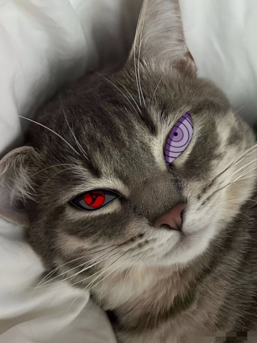 Six-Path Cat 😅🔥