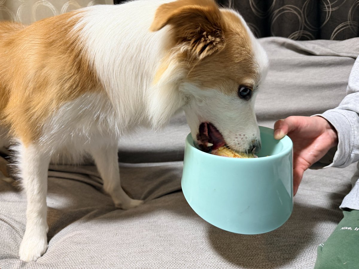 3ヶ月でお迎えしたボーダーコリーのミントが昨日で一歳になりました。

ヤンチャ盛りで家が壊されそうですが、元気に育ってくれてありがとう😆
