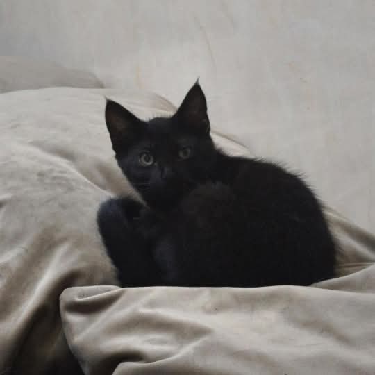 GATITO EN ADOPCION EN SARANDI

Gatito de 2 meses, su mama ya fue castrada y sus hermanitos ubicados. Julian 11 5018-4293

#GatitosenadopciondefansZONASUR