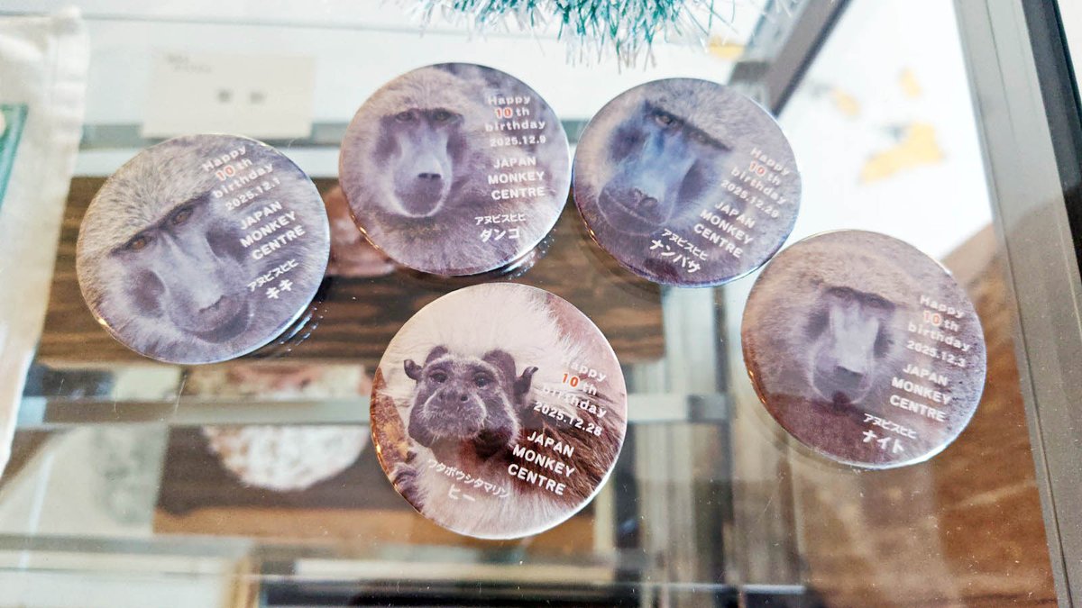 j_monkeycentre's tweet image. 【ミュージアムショップからのお知らせ】
12月に10歳になる #アヌビスヒヒ の #キキ(12/1)、#ナイト(12/3)、#ダンゴ(12/9)、#ナンバサ(12/29) と #ワタボウシタマリン の #ヒー (12/28)の誕生日バッジを数量限定で販売します！
10歳おめでと～～！(江藤)