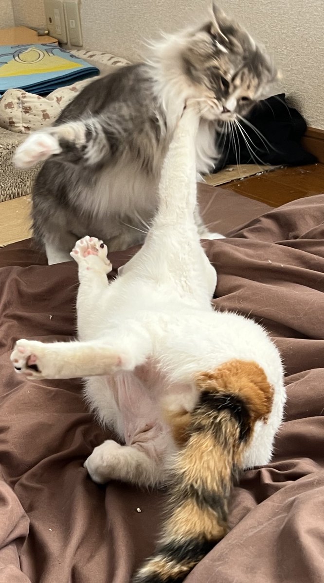 ぐれる★ミ tweet media