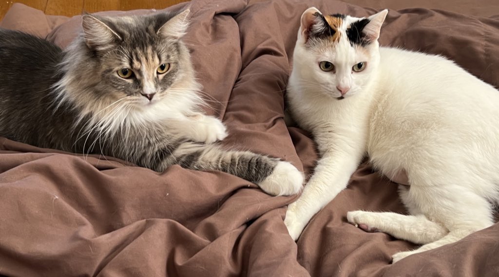 ぐれる★ミ tweet media