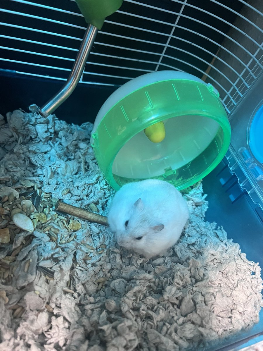 Francisco Reyna tweet media