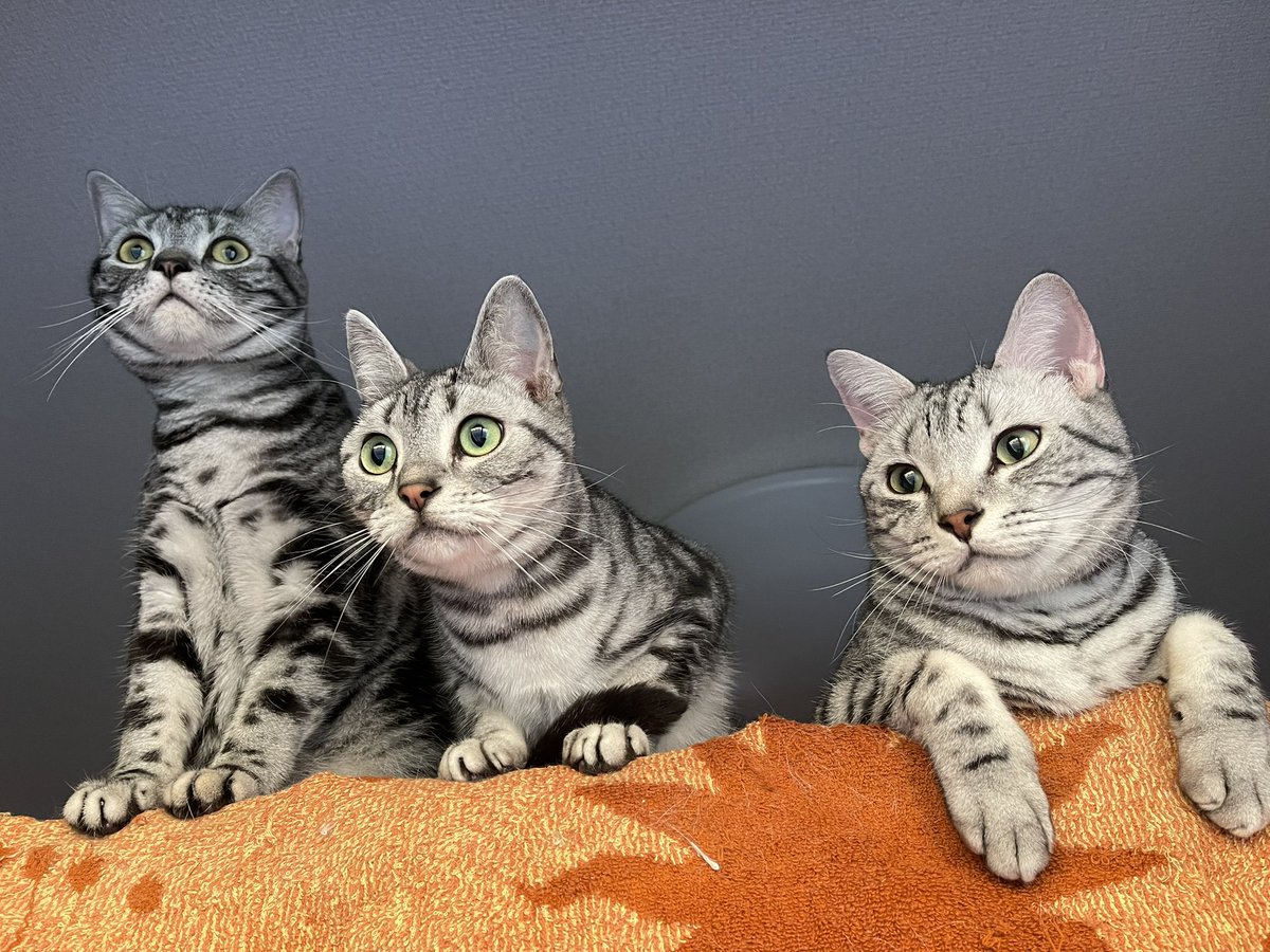 おはようでしゅ❣️今日はゆっくり過ごして下しゃいね💕お仕事中のみん