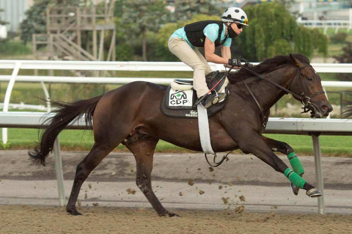 "I knew he had to come home with me. It was absolutely love at first sight." 2020 Queen’s Plate fourth-place finisher Tecumseh’s War has found his forever family with help from <a href="/LongRunTB/">LongRun TB's</a>. ❤️

Tecumseh’s War: A Gentle Soul at the Perfect Time ➡️ woodbine.com/blog/tecumsehs…
