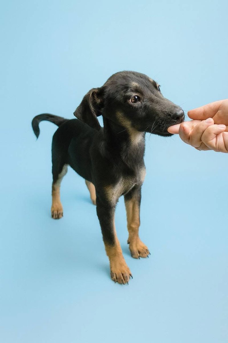 🟢 ¿ME ADOPTAS?
¡Me llamo Cejitas! Conoce más 👇🏻

♂️ Macho | 6 meses | mediano/grande
✅️ Desparasitado, vacunado y esterilizado
💟 Convive con perritos y gatos
🇲🇽 Adopción en CDMX y Edomex

¡Conóceme!  
☎️ Huellitas Amecameca A.C. 
Wa.me/525560745466 🐾