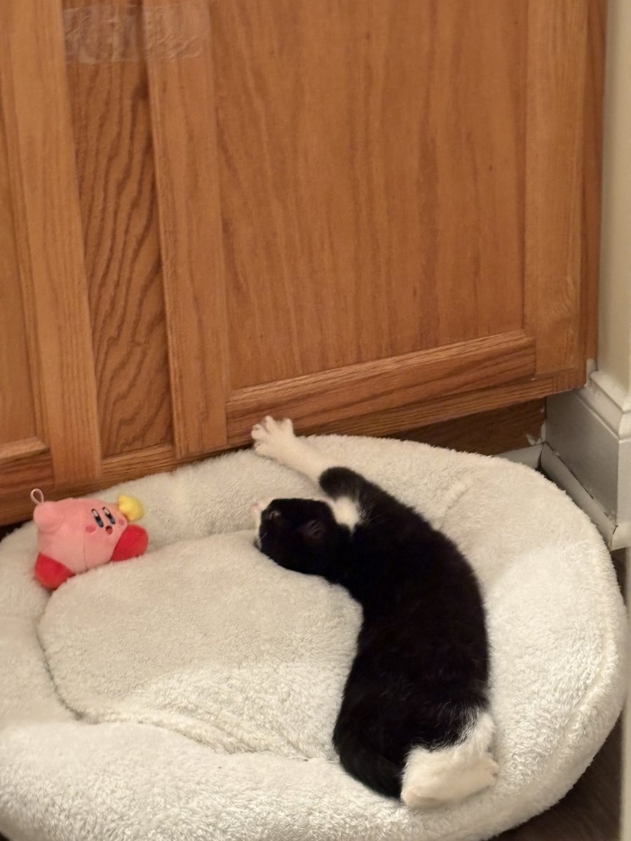 Everyone say hello to our new kitty Pyra !!!